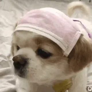 🐶