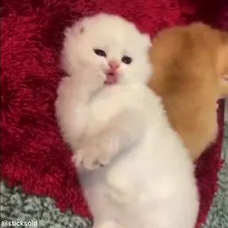 😴
