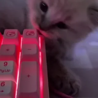 ⌨️