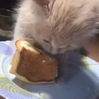 🥺