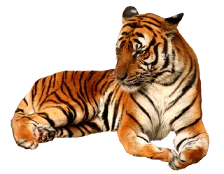 🐅