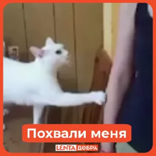 🥺