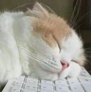 😺