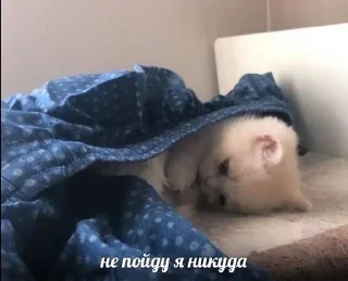 🌟