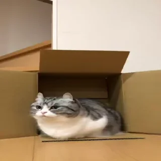 🐈