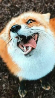 😜