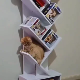 🐈