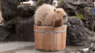 🦫