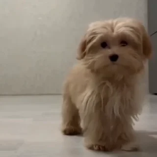 🐩