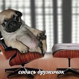 🐶