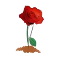 🌹