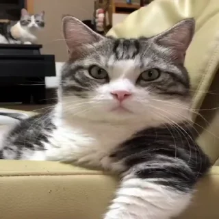 🐱