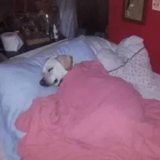😴