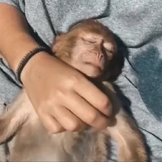 🐵