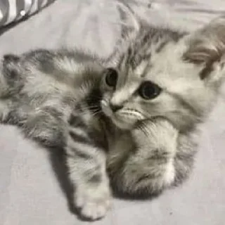 🐈