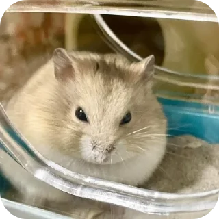 🐹