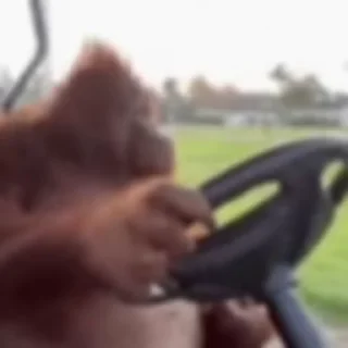 🐵