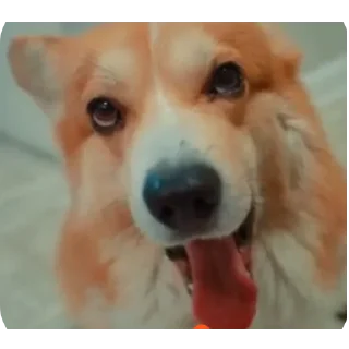 🐶