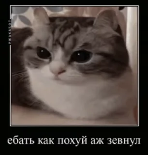 🥱