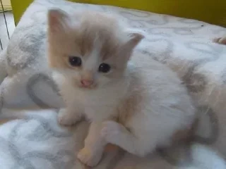 🥺