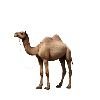 🐪