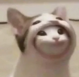 🐶