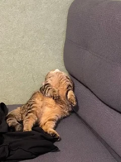 🌟