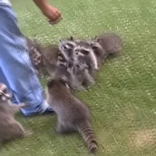 🦝