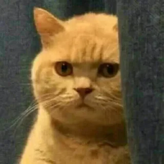 🗿