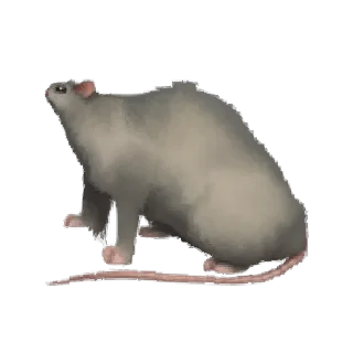 🐀