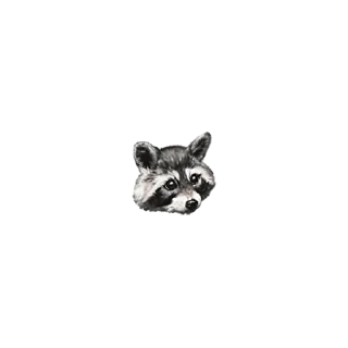 🦝