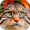Autumn Manul @animalplantspb