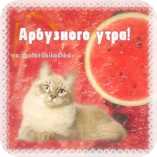 🐱