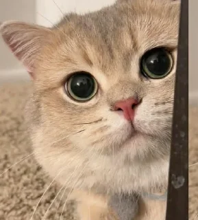 🥺