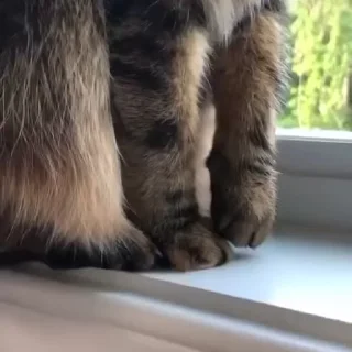 🐾