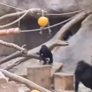 🐒