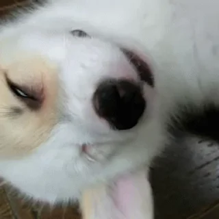 🐕