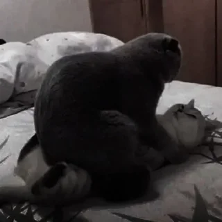 🐈‍⬛