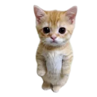 🐱