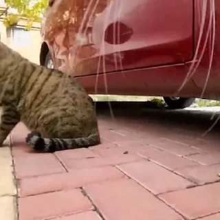 😾