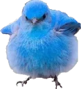 🐦