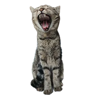 🐱