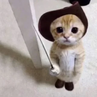 🐈