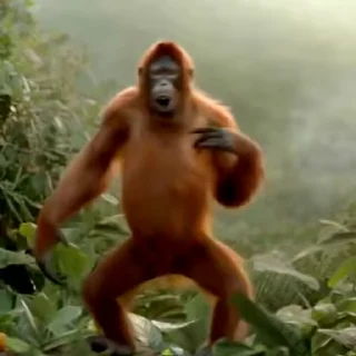 🐒