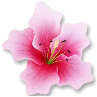 🌺