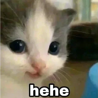 😼