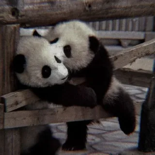 🐼