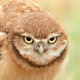😈