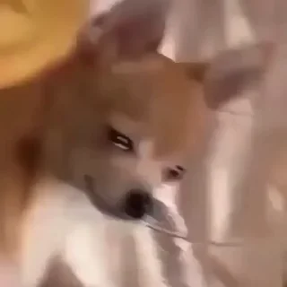 🥺