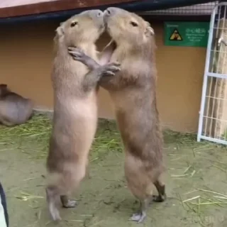 👩‍❤️‍💋‍👨